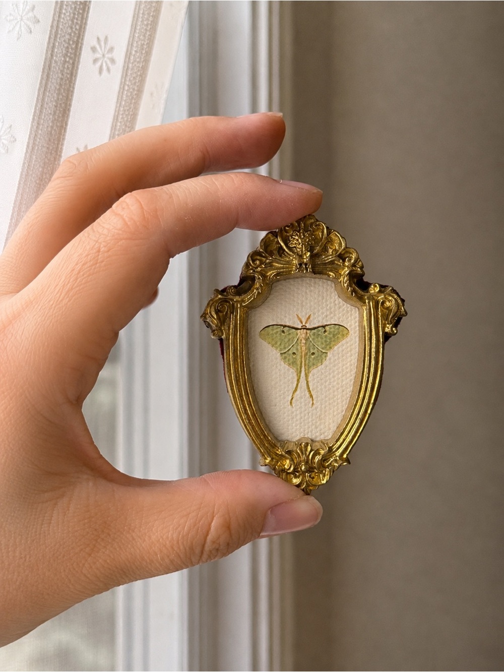 Luna Moth Tiny Framed Canvas Print in Ornate Gold Frame